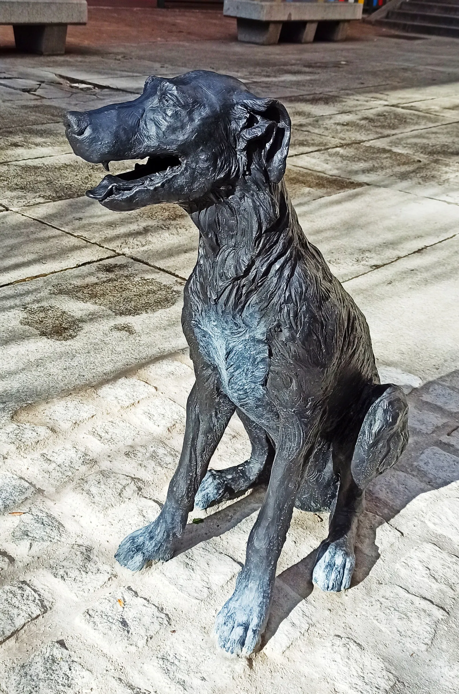 Perro Paco