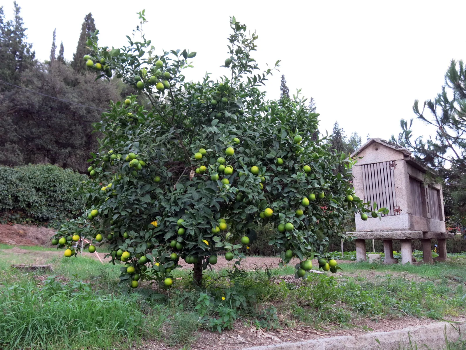 Hórreo