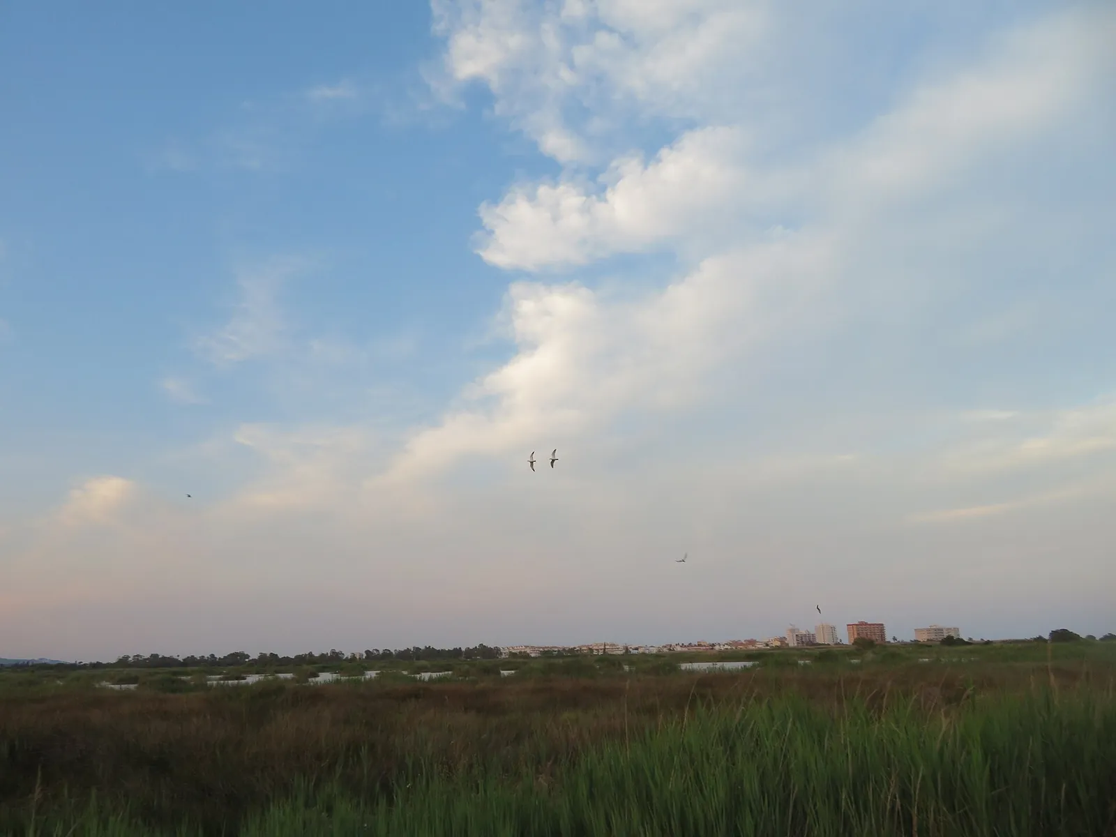 Gaviotas en Vuelo