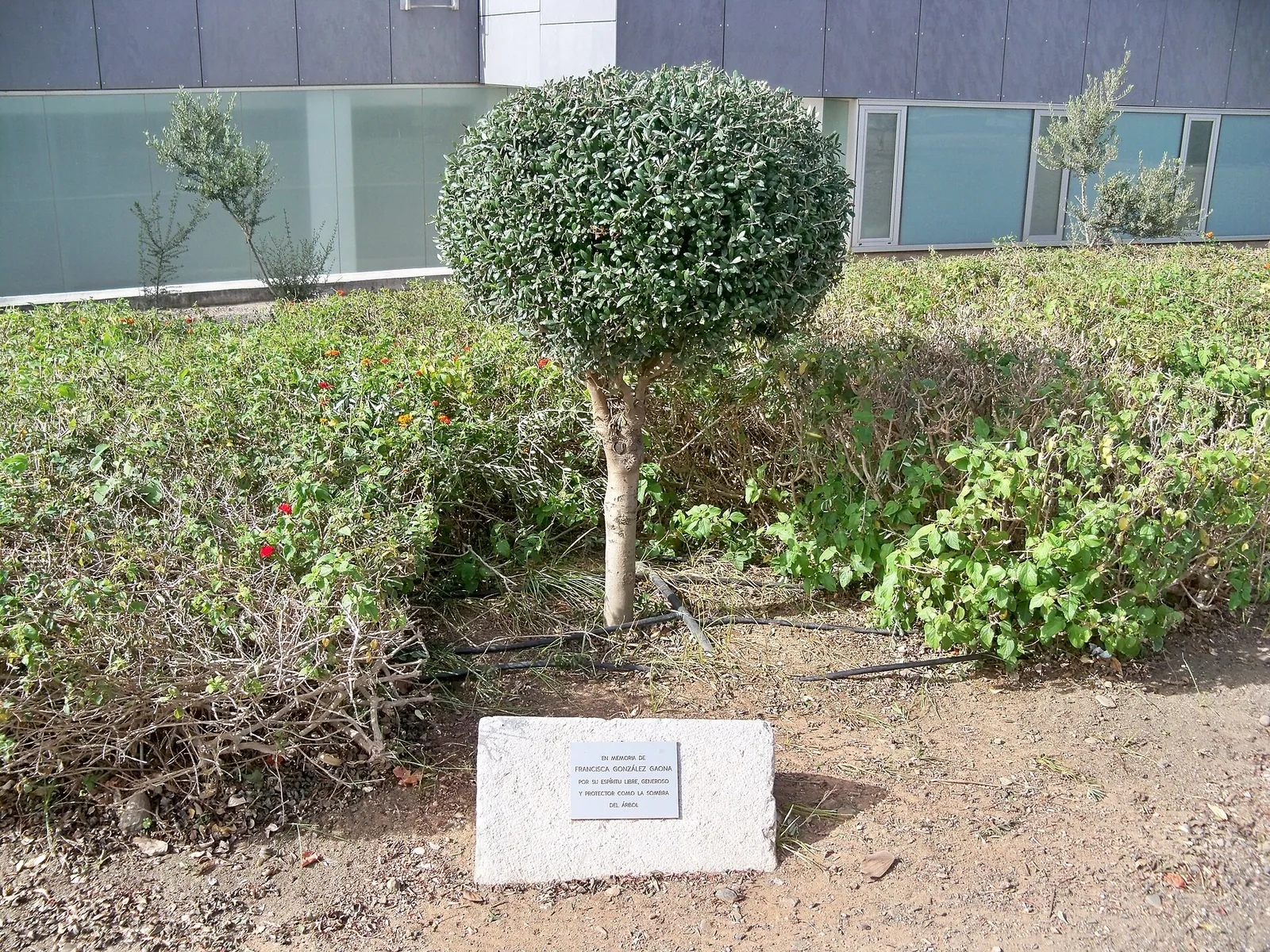 Monumento a Francisca González Gaona